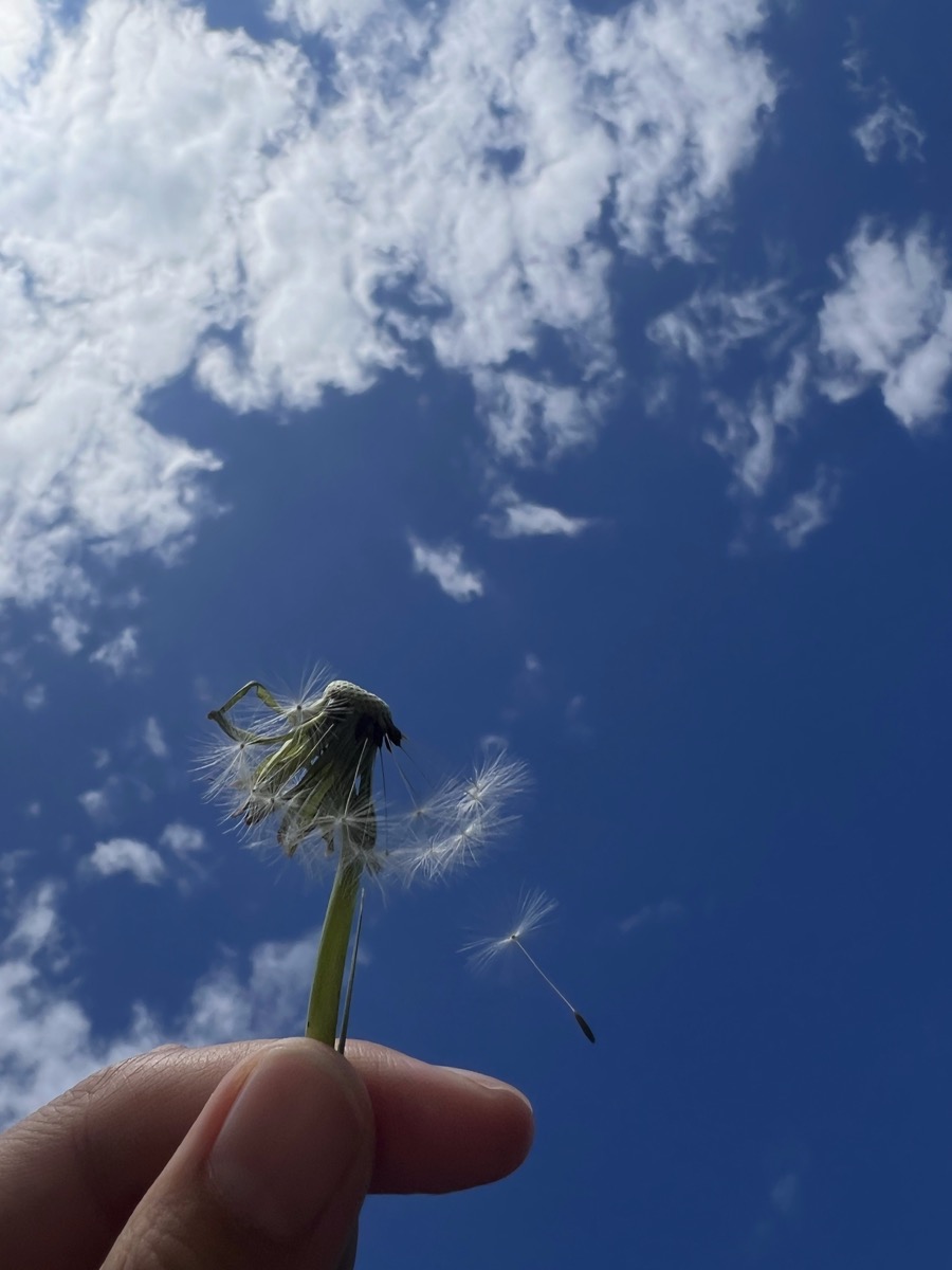 A dandelion held up to a blue sky
