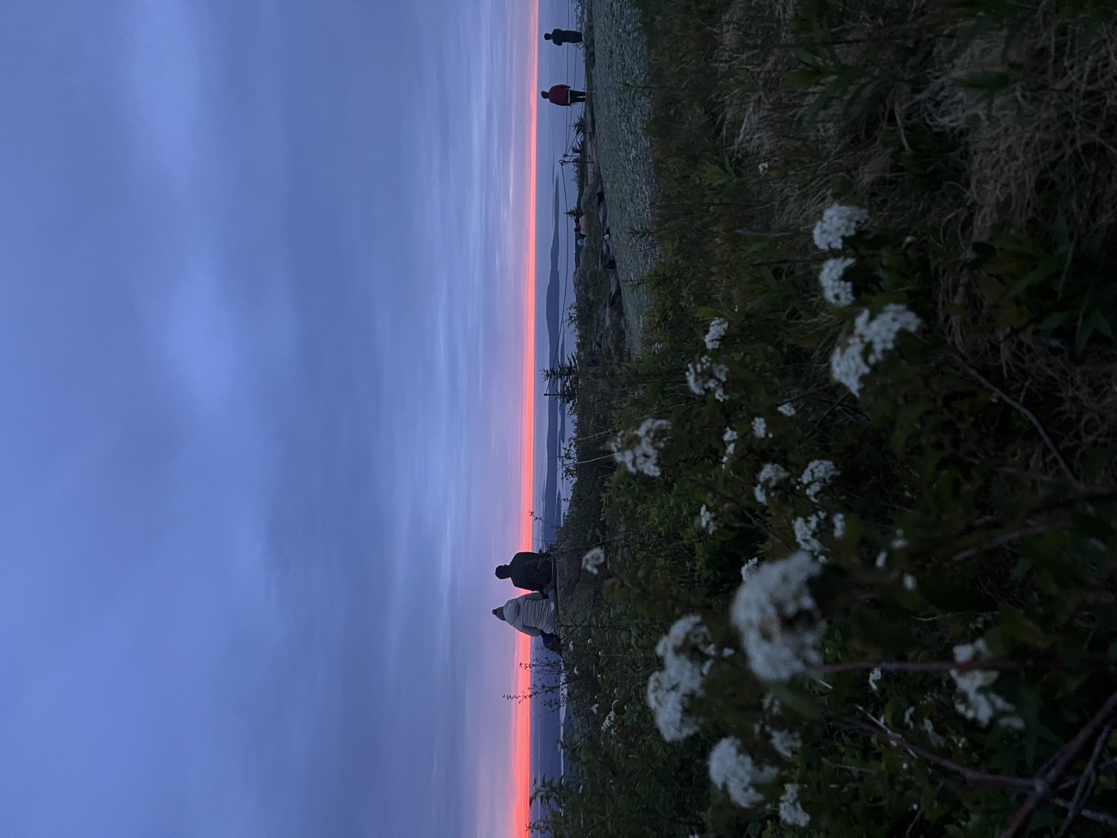 Sunset over a field of wildflowers